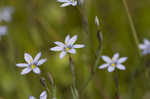 Common blue-eyed grass